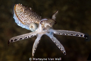 Pygmy cuttlefish flashing its tentacles by Marteyne Van Well 